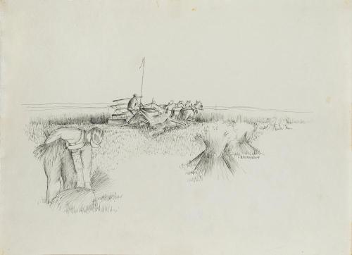 Harvest Field