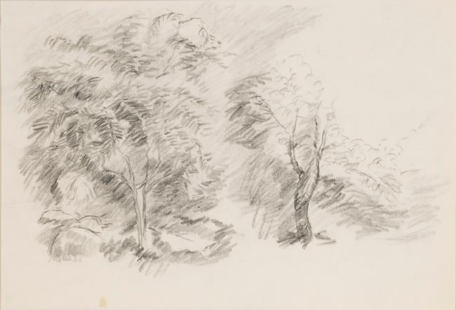 Untitled (trees)