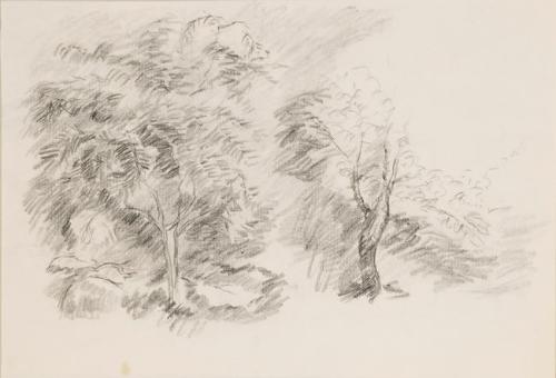 Untitled (trees)