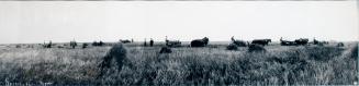 Untitled (binding the crop)