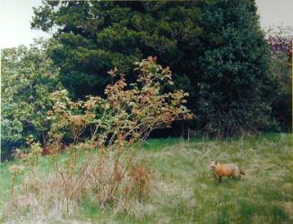 Hunting Red Fox (Vulpes, vulpes)