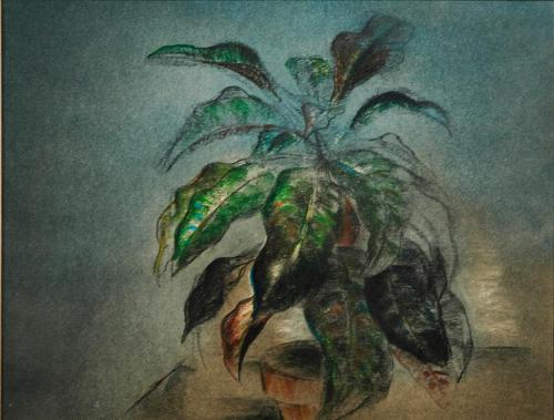 Plant