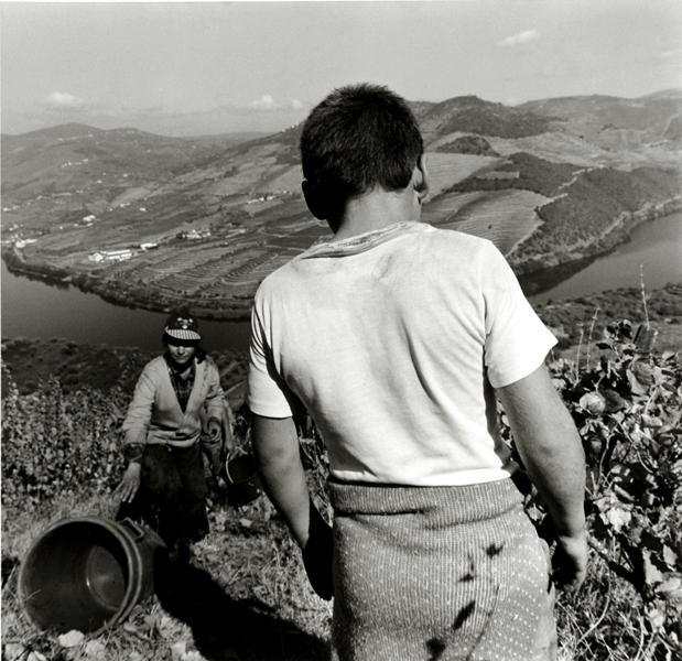 Ventozelo Farm, Ervedosa do Doro, Portugal #40-20