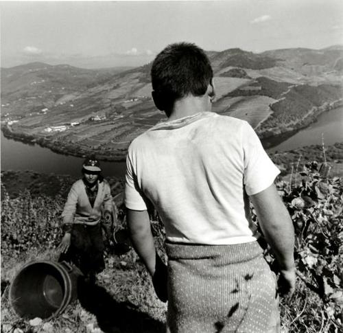 Ventozelo Farm, Ervedosa do Doro, Portugal #40-20