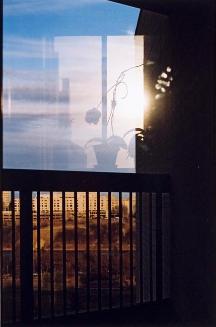 My World: Untitled (view of buildings and reflected plant)