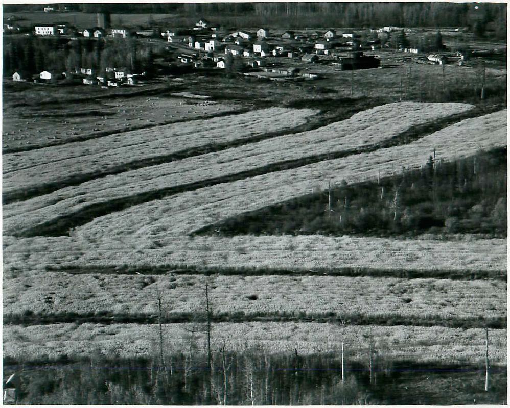 SK: Prairie River - Tiny Settlement Between Tisdale and Hudson Bay (Village), Newly Broken Farmland