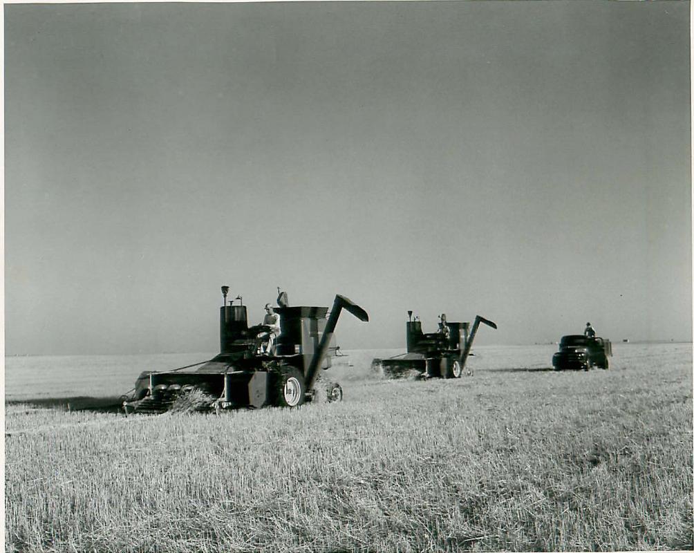 SK: Richardson Area - Pair of Self-propelled Combines Work a Swathed Wheat Field