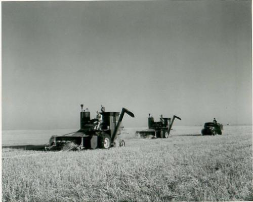 SK: Richardson Area - Pair of Self-propelled Combines Work a Swathed Wheat Field