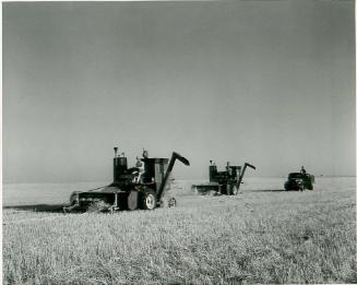 SK: Richardson Area - Pair of Self-propelled Combines Work a Swathed Wheat Field