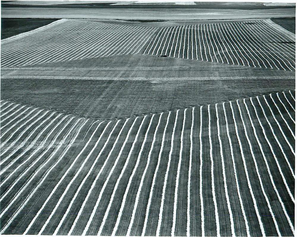 SK: The Great Regina Plain (S. E. of Regina) - Neatly-Swathed Wheat Field on The Great Regina Plain Makes Spectacular Pattern