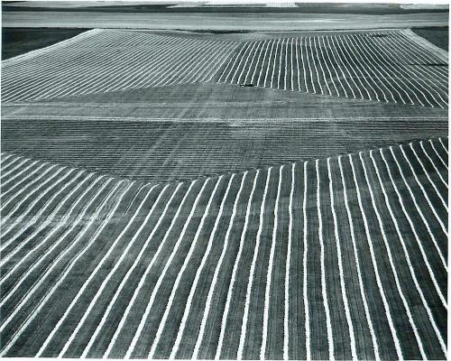SK: The Great Regina Plain (S. E. of Regina) - Neatly-Swathed Wheat Field on The Great Regina Plain Makes Spectacular Pattern