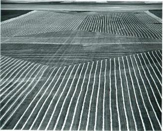 SK: The Great Regina Plain (S. E. of Regina) - Neatly-Swathed Wheat Field on The Great Regina Plain Makes Spectacular Pattern