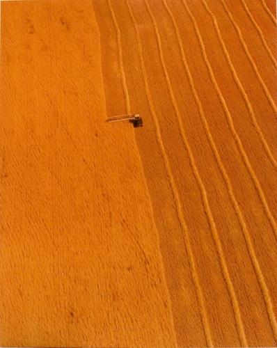SK: The Great Regina Plain - Swather Makes Tidy Rows as it Passes Down Wheat Field