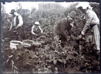 Will, Henry and Mattie blackberry picking with Frank Grandy, Thompson Landing, BC