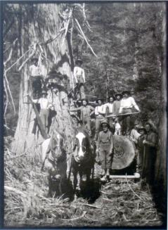 Fallers with cedar tree, along Fish River near Camborne (1904)