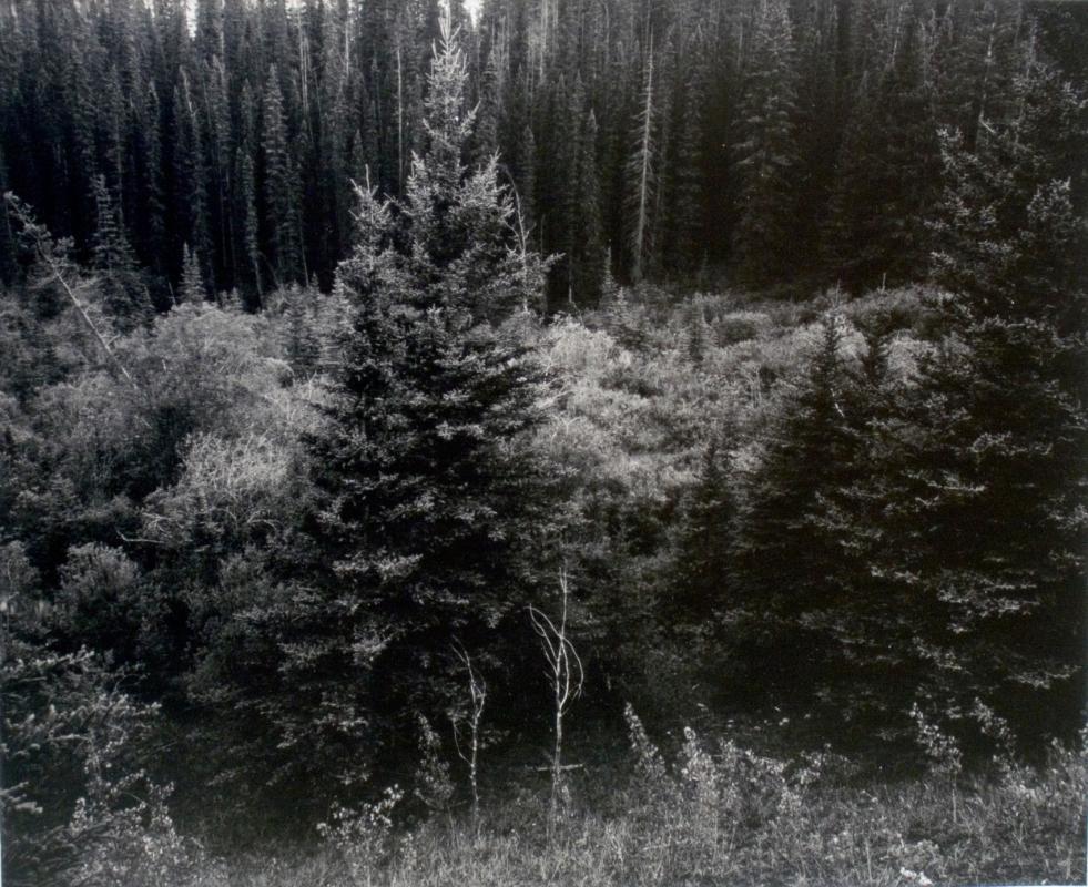 Mushroom Valley, Alberta