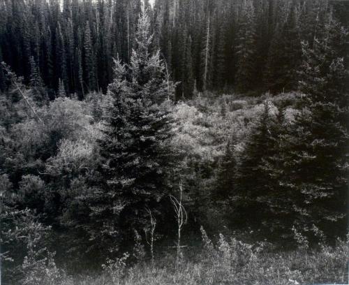 Mushroom Valley, Alberta