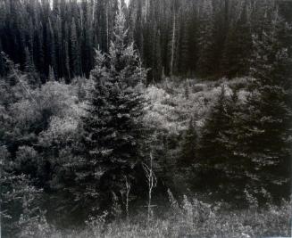 Mushroom Valley, Alberta
