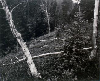 Mushroom Valley, Alberta