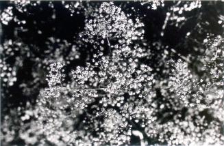 © Patrick Close. Copyright Visual Arts-CARCC, 2021