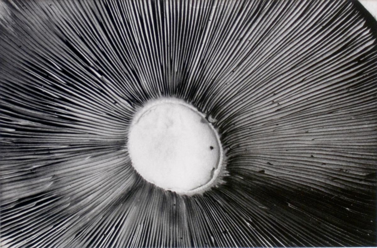 © Patrick Close. Copyright Visual Arts-CARCC, 2021