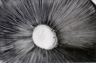 © Patrick Close. Copyright Visual Arts-CARCC, 2021