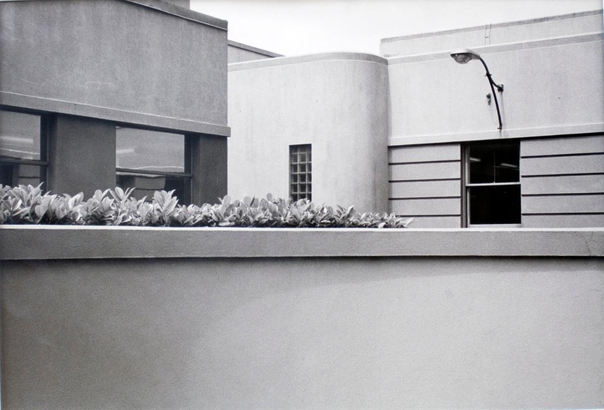 Hedge Over Wall, Vancouver, 1979