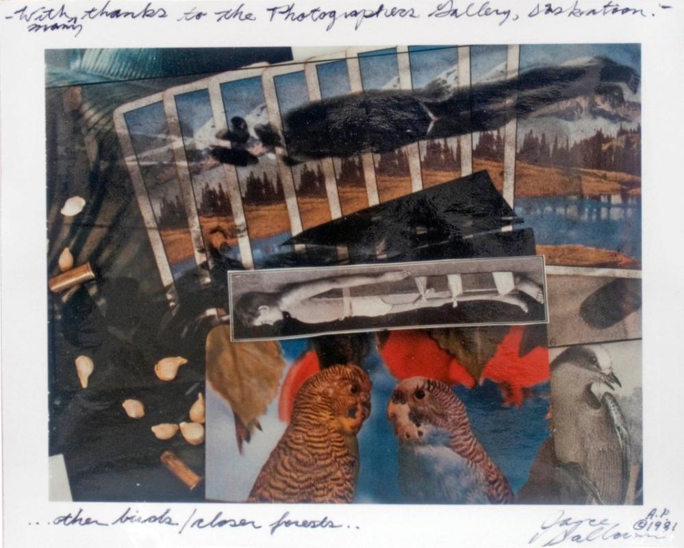 …other birds / closer forests