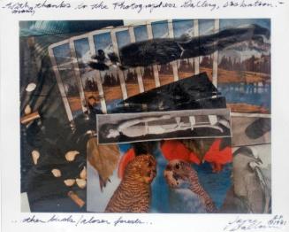 …other birds / closer forests