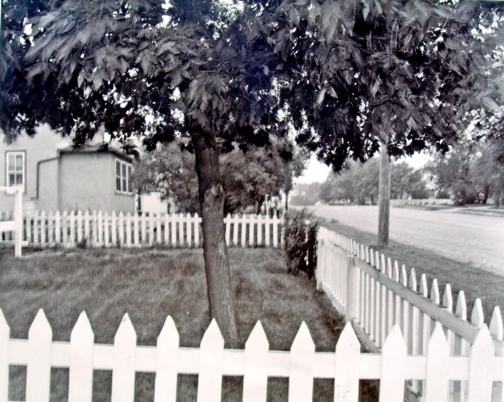 untitled (Tree in Weyburn, August 1981)