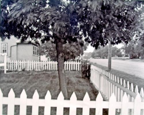 untitled (Tree in Weyburn, August 1981)
