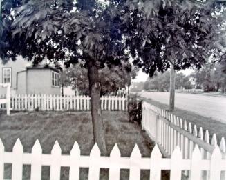 untitled (Tree in Weyburn, August 1981)