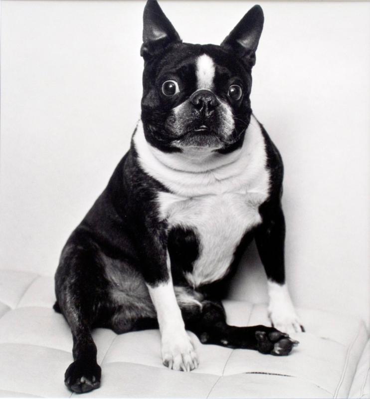 Hond van de advocaat on de vorige foto