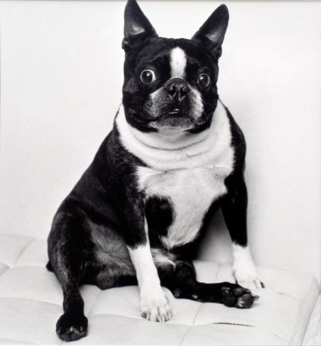 Hond van de advocaat on de vorige foto