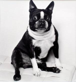 Hond van de advocaat on de vorige foto