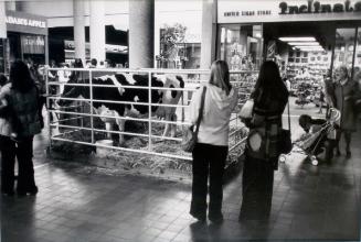 Cow Display in Shopping Mall, Saskatoon, Saskatchewan, 1976