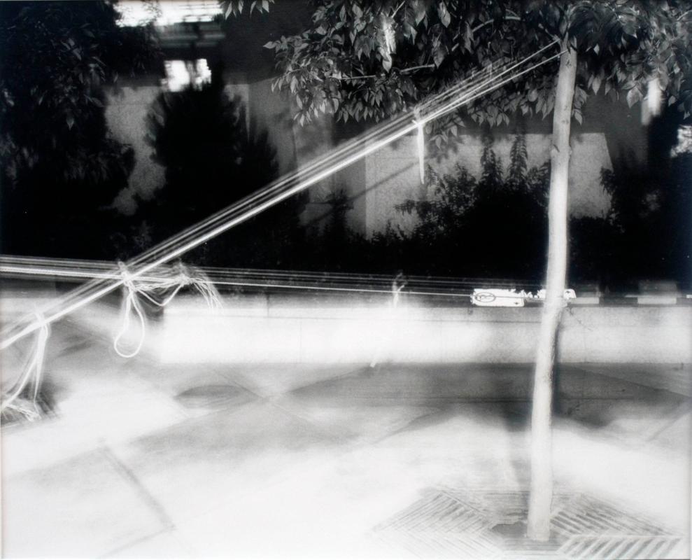 Tree in Bondage, Saskatoon, 1981