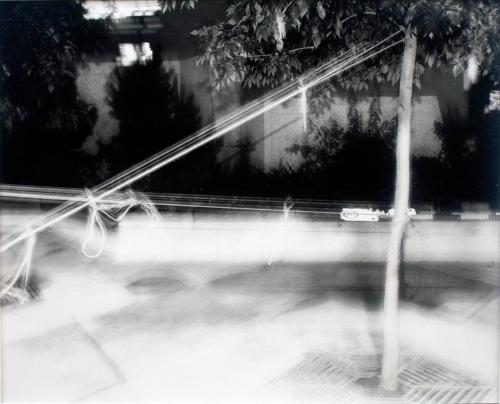 Tree in Bondage, Saskatoon, 1981