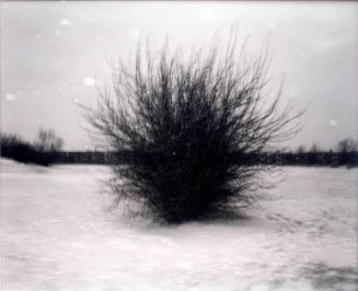 A Bush That Looks Like Pubic Hair in a Snowstorm, Saskatoon, 1982
