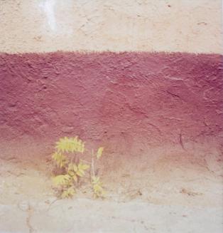 Study on Yellow II