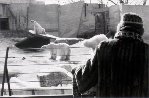 A Day at the Zoo