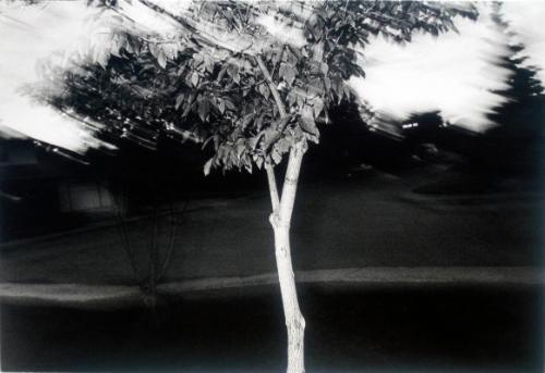 untitled (tree)