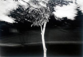 untitled (tree)