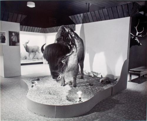 Swift Current Museum. Taxidermy displays are the main attraction of the Swift Current Museum, 1981