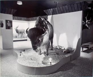 Swift Current Museum. Taxidermy displays are the main attraction of the Swift Current Museum, 1981