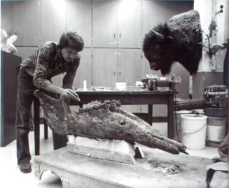 Museum of Natural History. Ron Tilley cleans a 13 million year old mastadon jawbone, 1981
