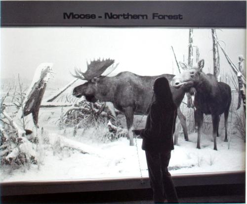 Museum of Natural History. Tape recordings, 1981