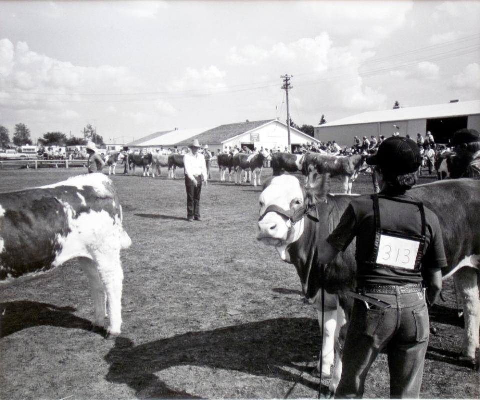 Melfort Agricultural and Historical Society, Judging the Simmentals, Melfort Fair day, 1981