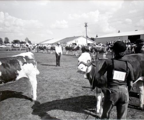 Melfort Agricultural and Historical Society, Judging the Simmentals, Melfort Fair day, 1981