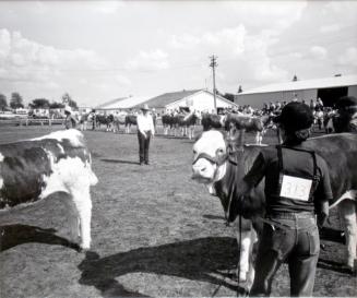 Melfort Agricultural and Historical Society, Judging the Simmentals, Melfort Fair day, 1981